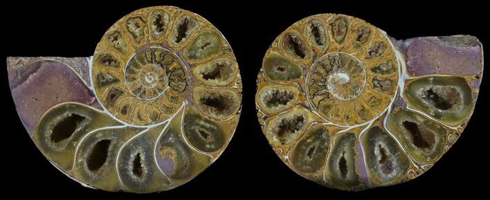 Cut & Polished, Agatized Ammonite Fossil - Jurassic #53814